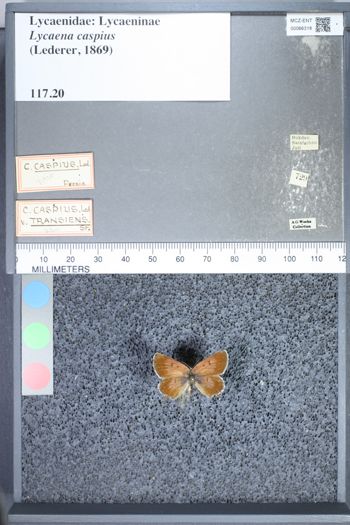 Media type: image;   Entomology 66318